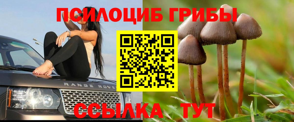 Псилоцибиновые грибы Psilocybine cubensis Новокубанск